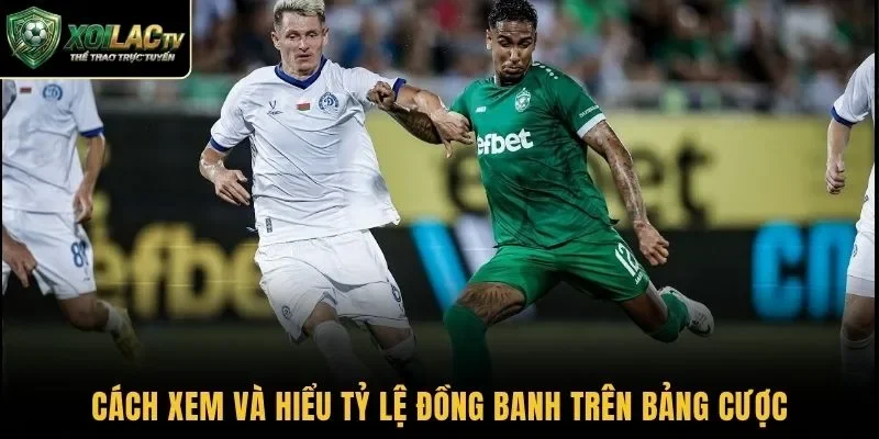 Cách xem và hiểu tỷ lệ đồng banh trên bảng cược